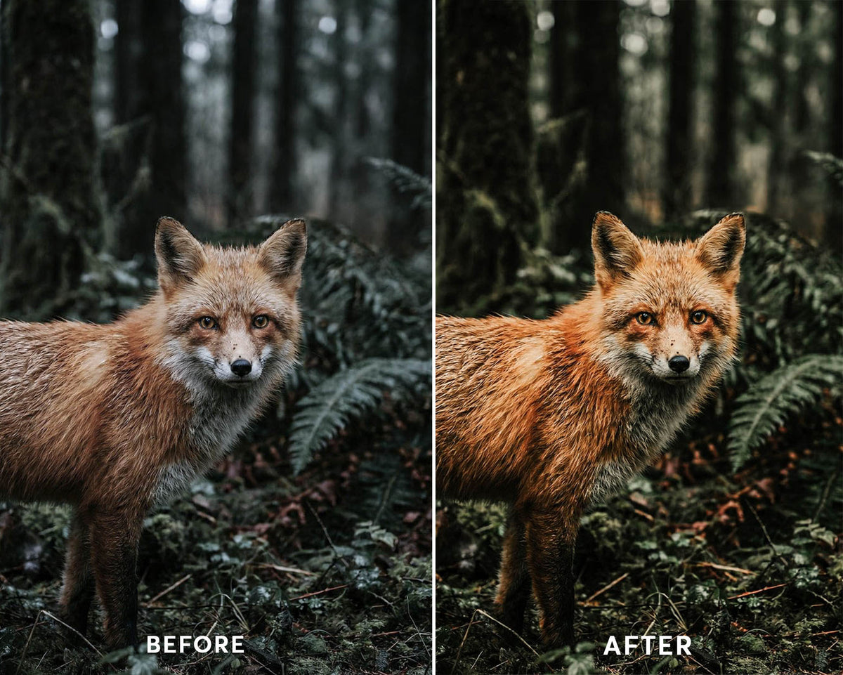 Moody Forest Presets Collection