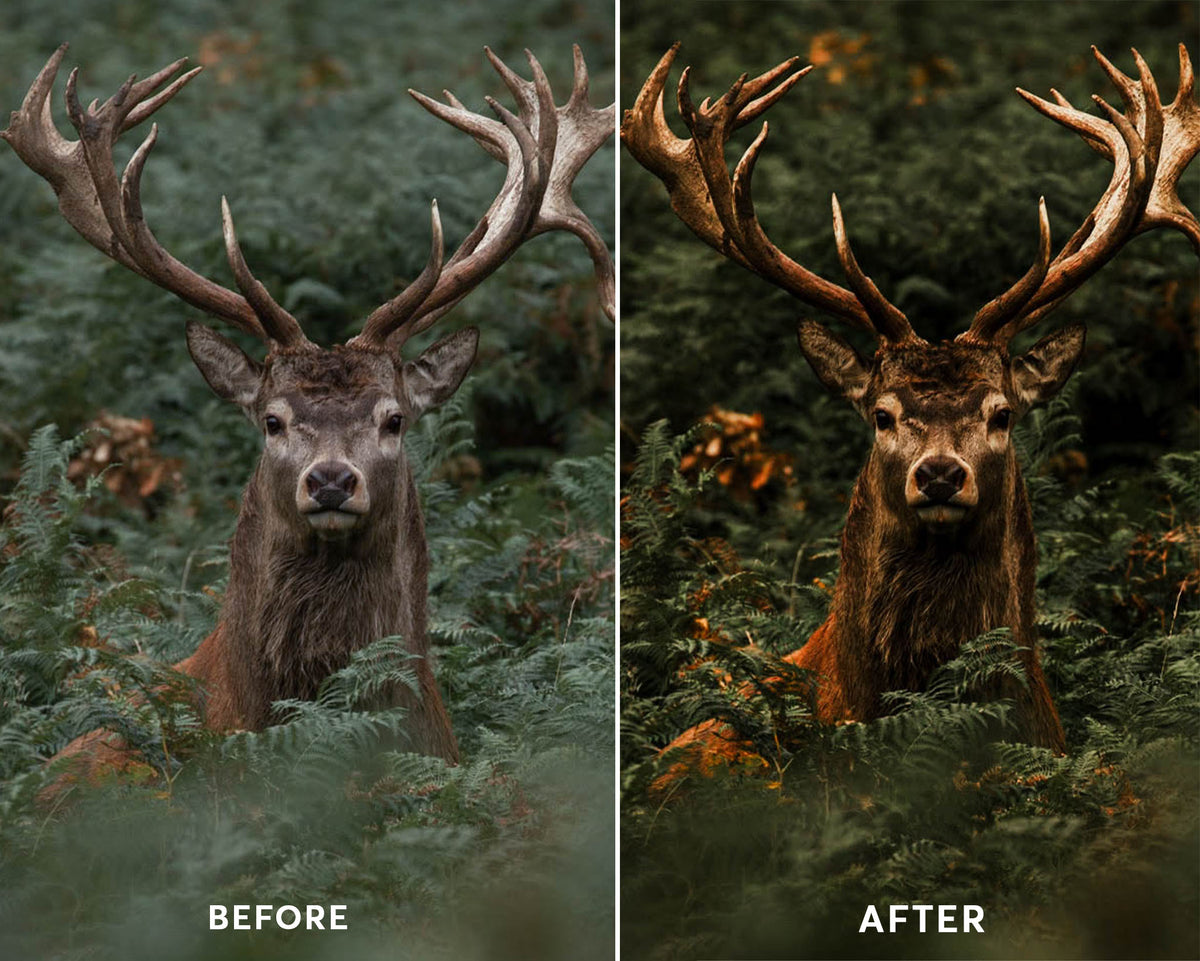 Moody Forest Presets Collection