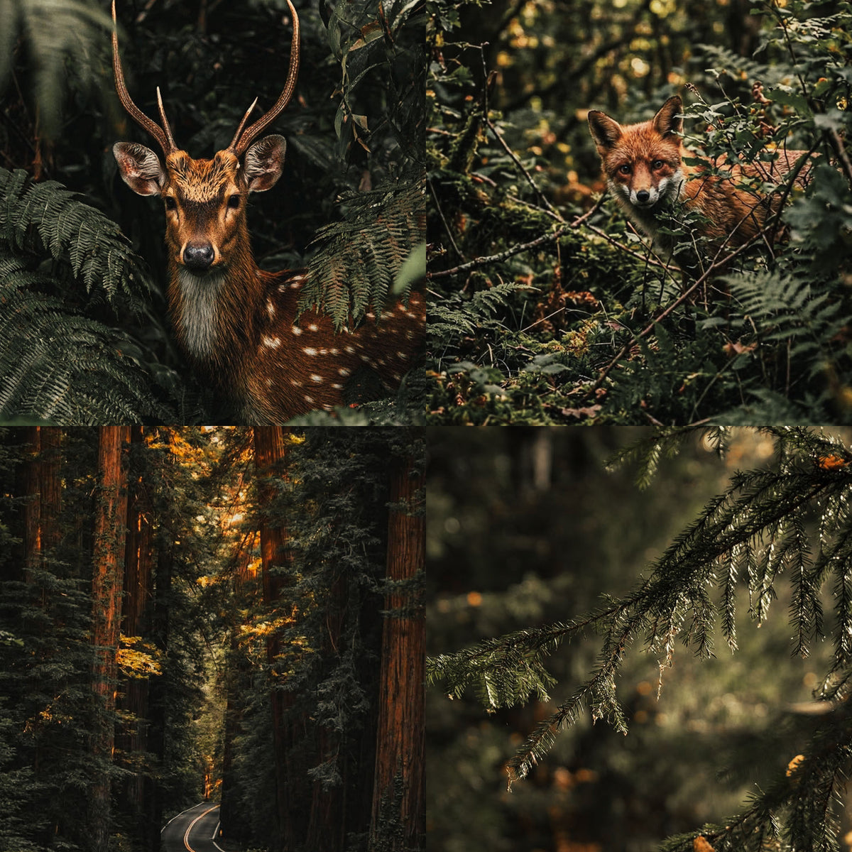 Moody Forest Presets Collection